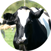 Dairy Cows
